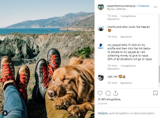 Пес-мандрівник повеселив користувачів Instagram - рис. 2