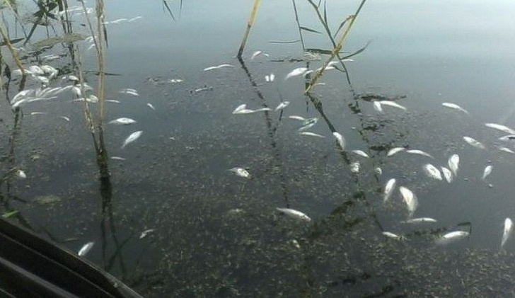 У Дніпропетровській області через брак кисню загинула риба - рис. 1