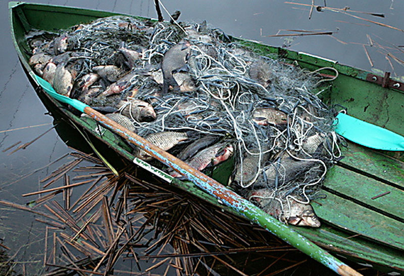 Рыболовы Днепропетровской области в августе нанесли ущерб в 100 000 гривен - рис. 1