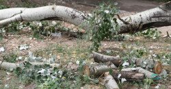 Мораторий — не помеха: в Днепре снова будут обрезать деревья - рис. 3