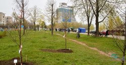 В Днепре выделили 22 000 000 гривен на озеленение города - рис. 22