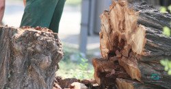 В Днепре депутаты отменили мораторий на вырубку деревьев - рис. 10