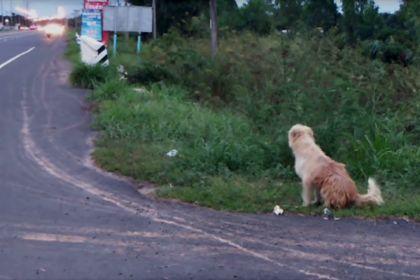 Хатико: в Таиланде собака четыре года ждала своего хозяина на заправке - рис. 1