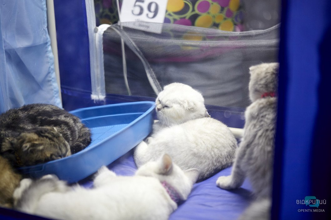 «Мяу по-днепровски»: как проходит Международная выставка кошек - рис. 7
