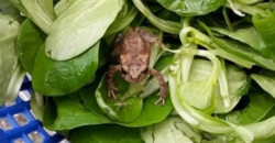 В Германии мужчина нашел живую лягушку в салате из супермаркета - рис. 16