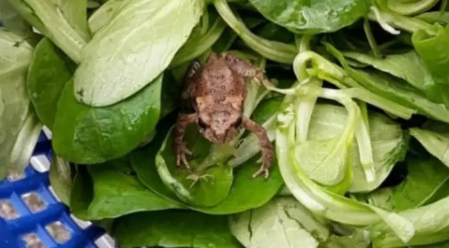 В Германии мужчина нашел живую лягушку в салате из супермаркета - рис. 1