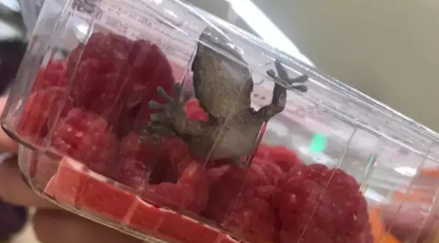 В Германии мужчина нашел живую лягушку в салате из супермаркета - рис. 2