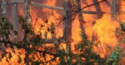 В АНД районе Днепра произошел пожар в лесу - рис. 13
