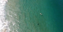 В Австралии мужчина спас серфера от акулы с помощью дрона - рис. 4