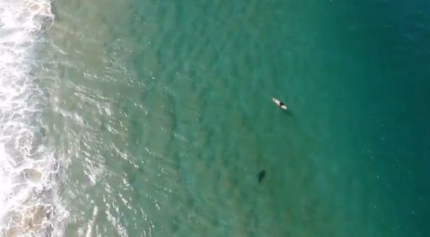 В Австралии мужчина спас серфера от акулы с помощью дрона - рис. 2