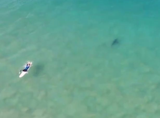 В Австралии мужчина спас серфера от акулы с помощью дрона - рис. 1