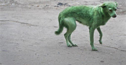 Мини-Чернобыль и зеленые собаки: возле Проспекта Свободы устроили свалку токсичных отходов - рис. 9