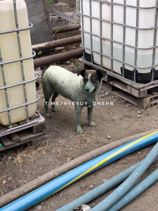Мини-Чернобыль и зеленые собаки: возле Проспекта Свободы устроили свалку токсичных отходов - рис. 1