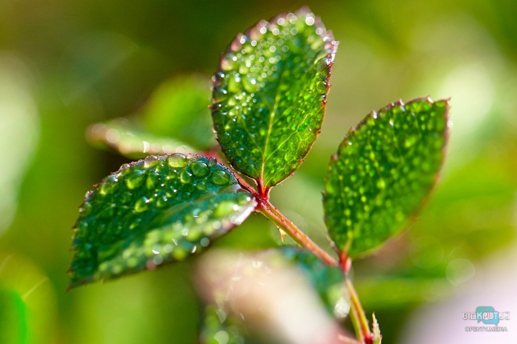 Красота под ногами: Відкритий показал прекрасную днепровскую природу - рис. 9