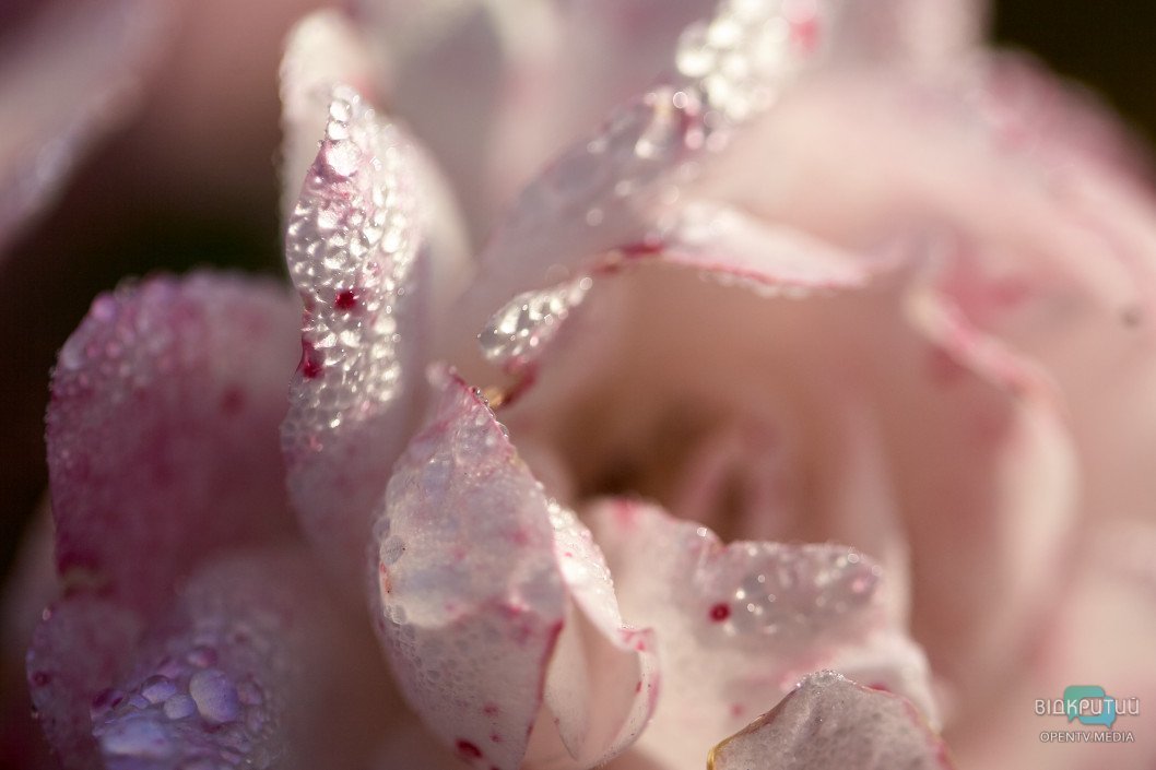 Красота под ногами: Відкритий показал прекрасную днепровскую природу - рис. 13