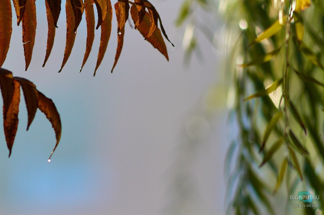 Красота под ногами: Відкритий показал прекрасную днепровскую природу - рис. 17