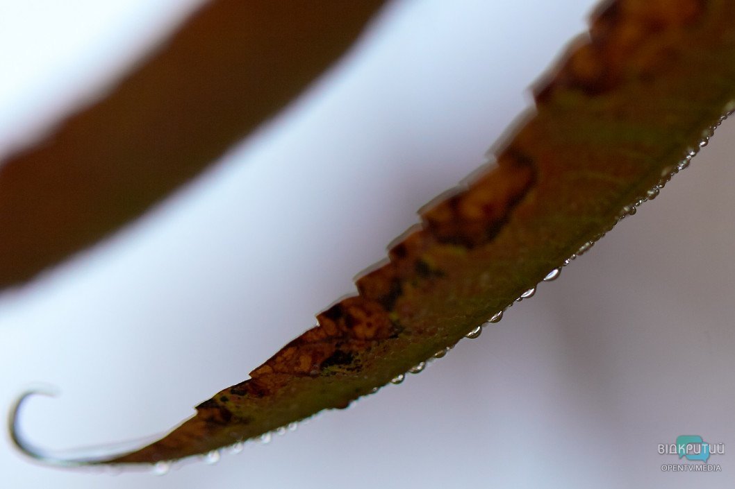 Красота под ногами: Відкритий показал прекрасную днепровскую природу - рис. 18