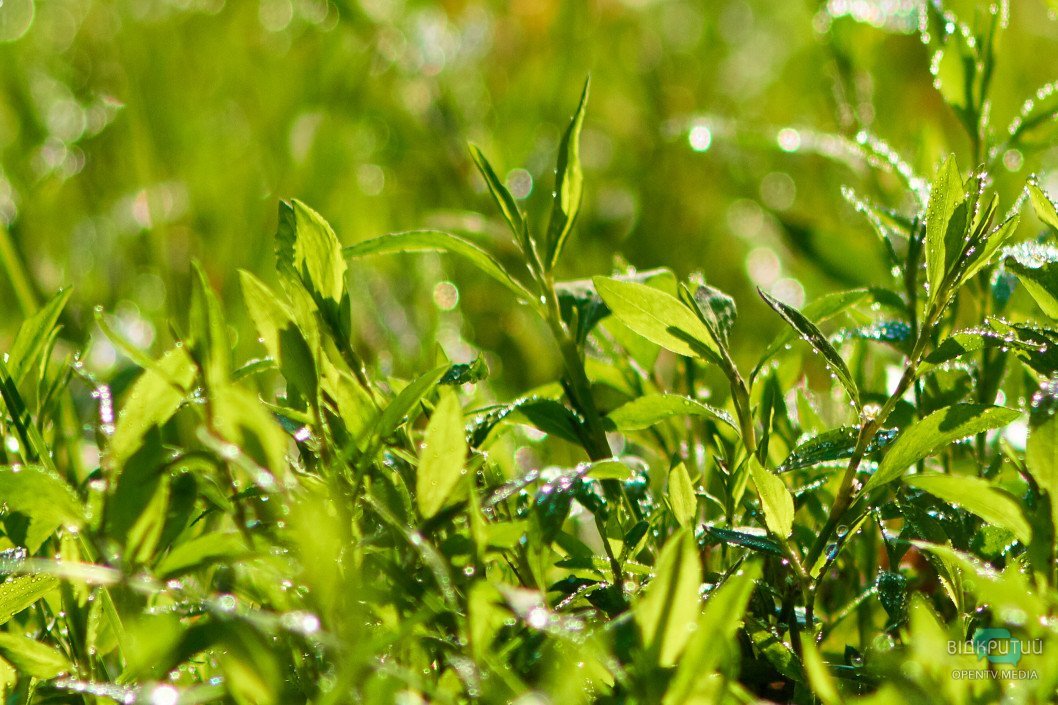 Красота под ногами: Відкритий показал прекрасную днепровскую природу - рис. 28