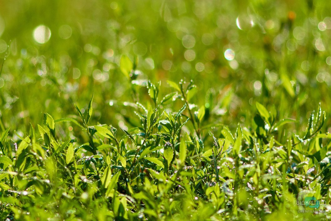 Красота под ногами: Відкритий показал прекрасную днепровскую природу - рис. 33