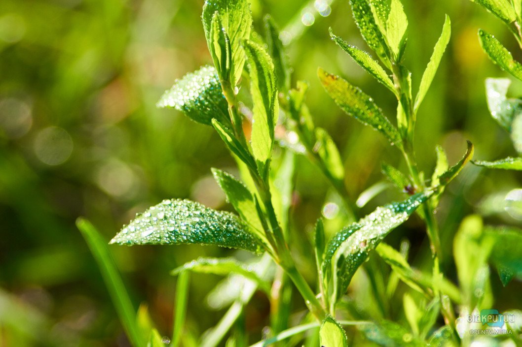 Красота под ногами: Відкритий показал прекрасную днепровскую природу - рис. 51