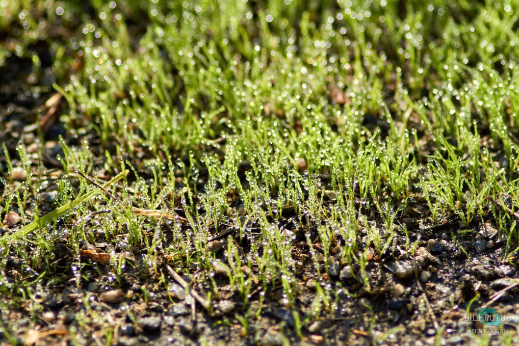 Красота под ногами: Відкритий показал прекрасную днепровскую природу - рис. 60