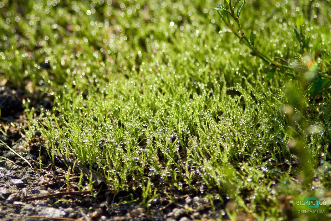 Красота под ногами: Відкритий показал прекрасную днепровскую природу - рис. 66
