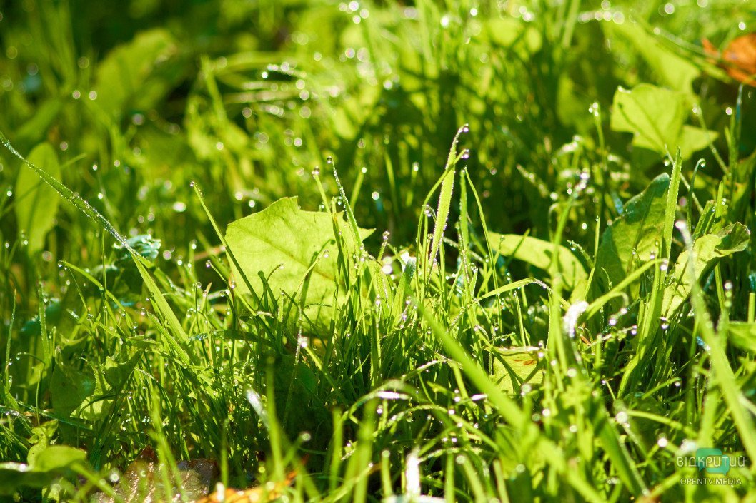 Красота под ногами: Відкритий показал прекрасную днепровскую природу - рис. 74