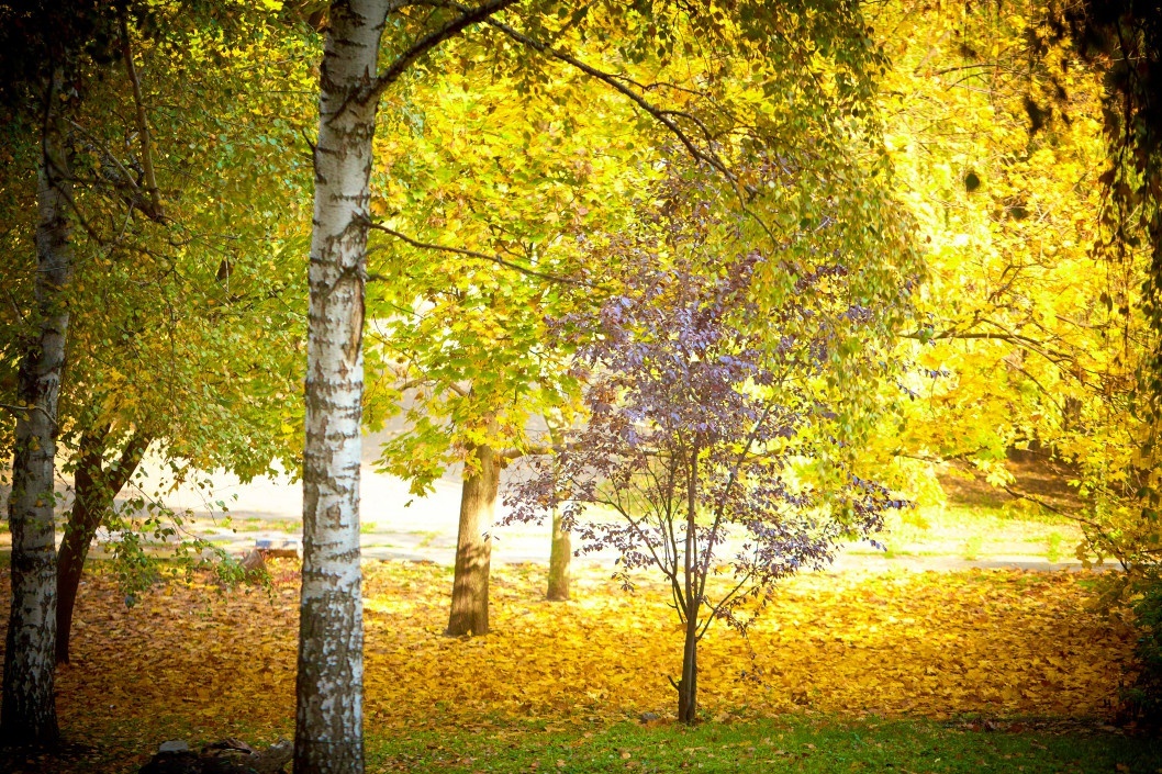 Осенний парк Глобы - рис. 122