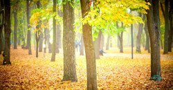Осенний парк Шевченко: как жители Днепра проводят свой досуг - рис. 3
