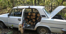 В Днепропетровской области задержали трех «черных» лесорубов - рис. 16