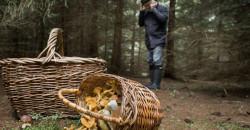 В Днепре супруги-грибники заблудились в лесу - рис. 18