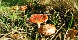 В Днепропетровской области начался грибной сезон: как не отравиться - рис. 16