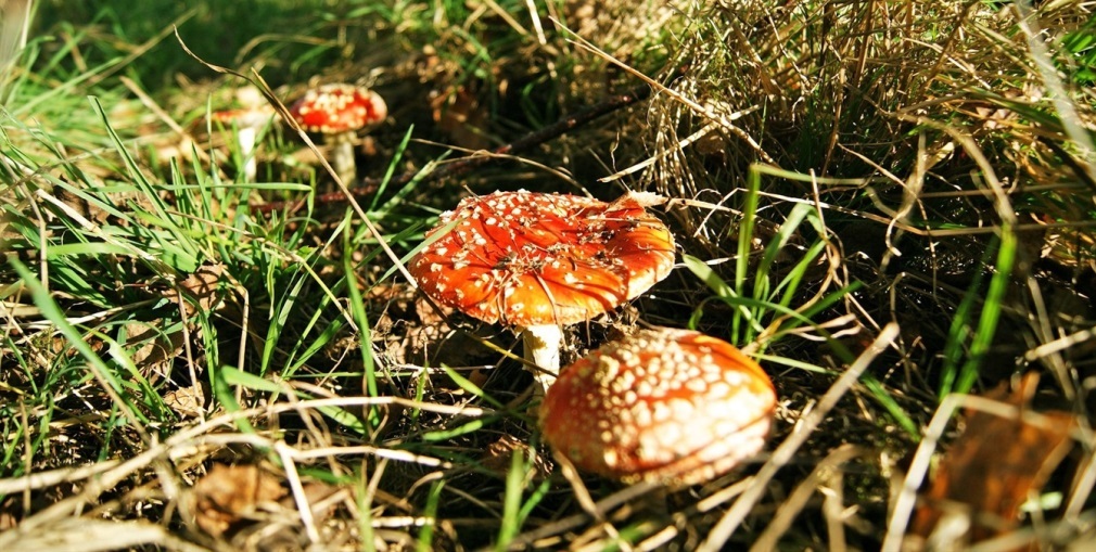В Днепропетровской области начался грибной сезон: как не отравиться - рис. 1