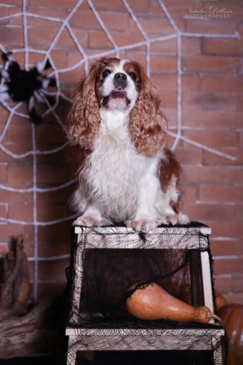 В ожидании Хэллоуина: кинолог из Днепра устроила собакам фотосессию в стиле хоррор - рис. 3