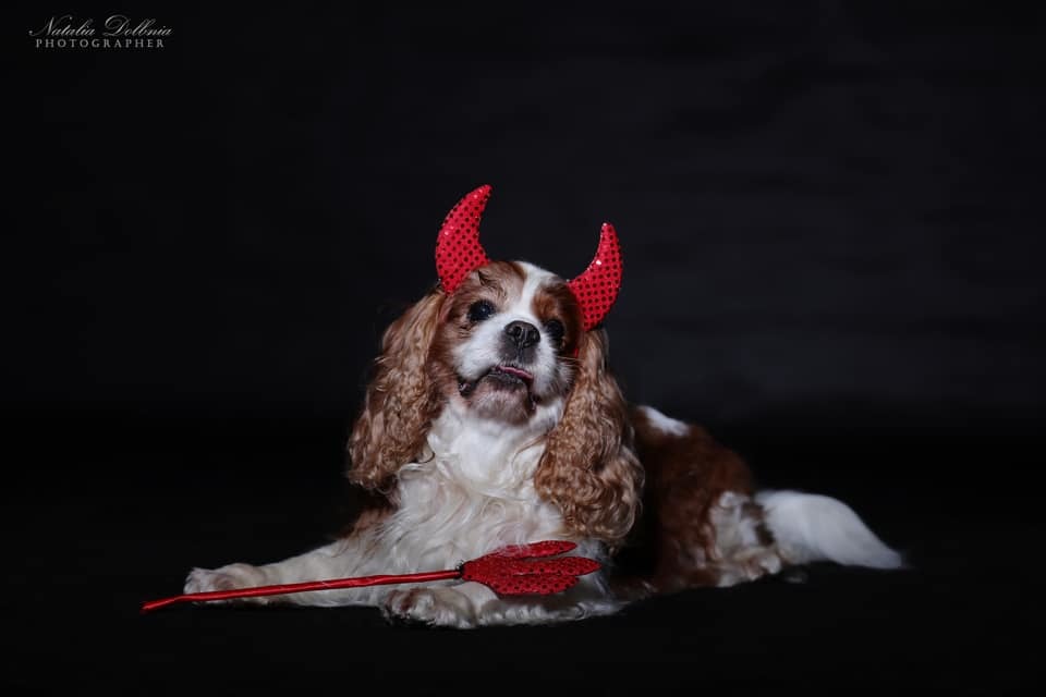 В ожидании Хэллоуина: кинолог из Днепра устроила собакам фотосессию в стиле хоррор - рис. 4