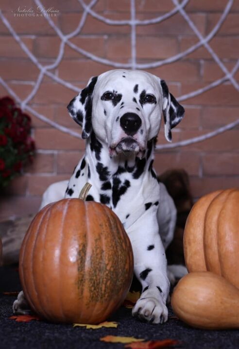 В ожидании Хэллоуина: кинолог из Днепра устроила собакам фотосессию в стиле хоррор - рис. 8