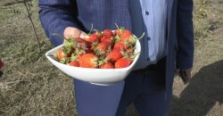 Де на Дніпропетровщині вирощують полуницю і в жовтні - рис. 4