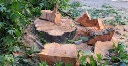 В Каменском полицейские задержали водителя, который перевозил незаконно срубленные деревья акации - рис. 17