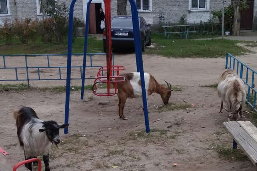 В Приднепровске козы оккупировали детскую площадку - рис. 1