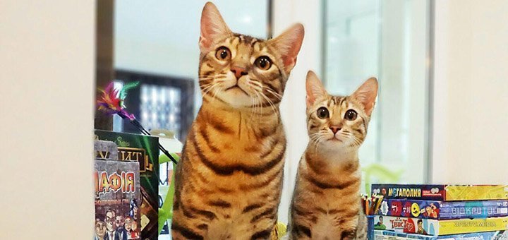 Обними енота, заселфись с игуаной: где в Днепре можно поиграть с экзотическими животными - рис. 1