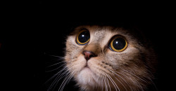 В четверг Днепр останется без света: ищите свой адрес - рис. 21