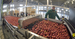 Местная Голландия: в Подгородном работает яблочный завод будущего (ФОТО) - рис. 5