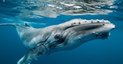 Хоть что-то хорошее: горбатым китам больше не грозит вымирание - рис. 6