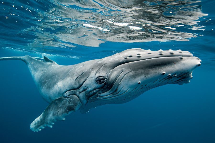 Хоть что-то хорошее: горбатым китам больше не грозит вымирание - рис. 1