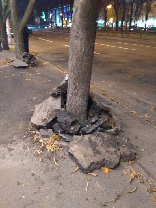Как тебе такое, Илон Маск? В Днепре деревья "утепляют" кусками асфальта - рис. 4