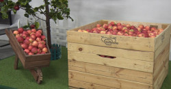 ВІДЕО: У Дніпрі яблука вирощують за голандською технологією - рис. 4