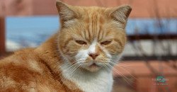 Они просто хотели спастись от холода: в Днепре котят живьем замуровали в подвале - рис. 1