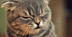 В Днепре девушка в дорогой колбасе нашла останки кота (ФОТО) - рис. 8