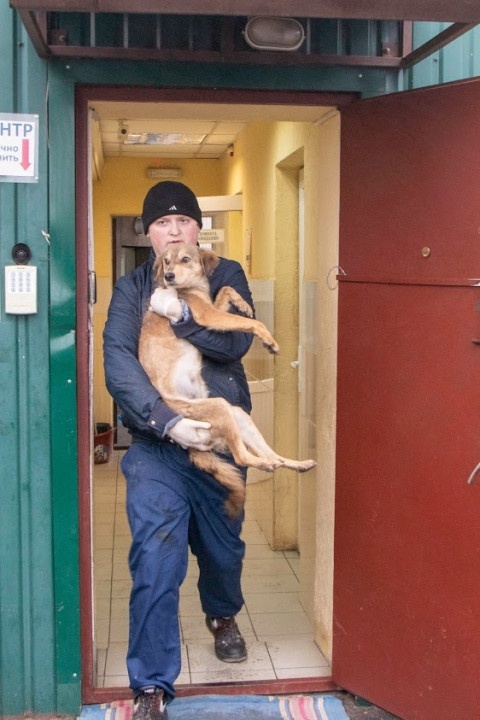 Что сделали с собаками, которых спасли из харьковской живодерни и привезли в Днепр (ФОТО) - рис. 1