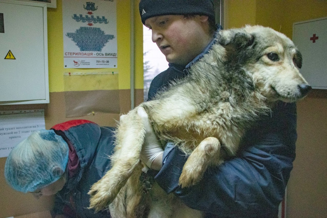 Что сделали с собаками, которых спасли из харьковской живодерни и привезли в Днепр (ФОТО) - рис. 3